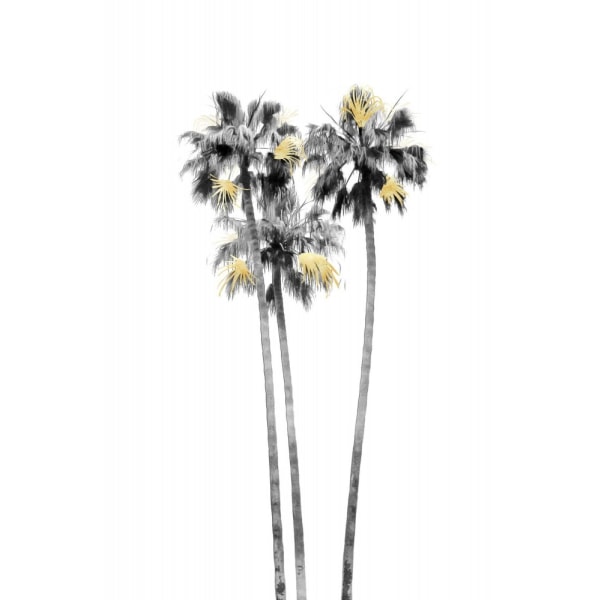 Palmu musta, valkoinen ja kulta 03 - 70x100 cm