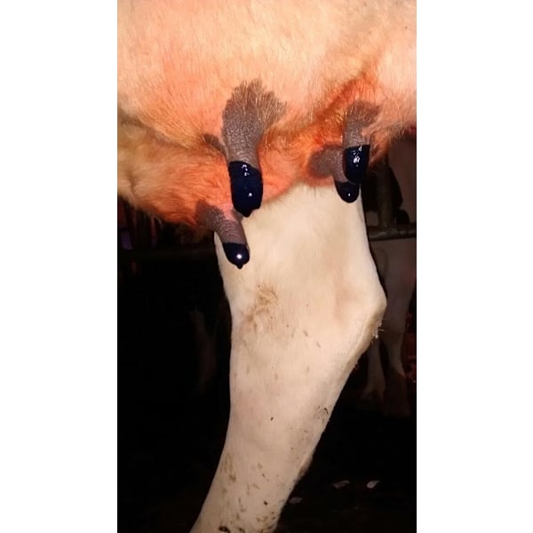 Maxi Dry Cow Patte Seal