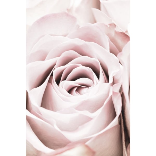 Pink Rose No 06 - 70x100 cm