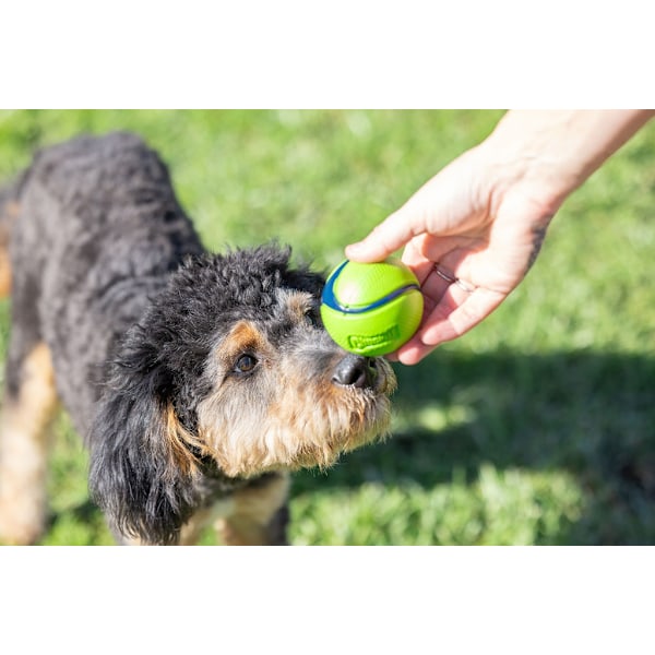 Chuckit sniff hente bolde md dåse 4pk