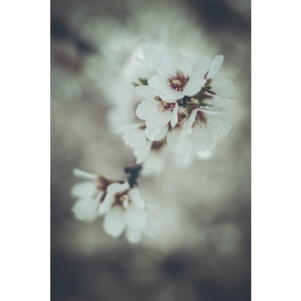 Almond Blossoms - 30x40 cm
