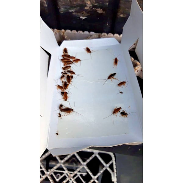 Knock Pest Insect Trap Small