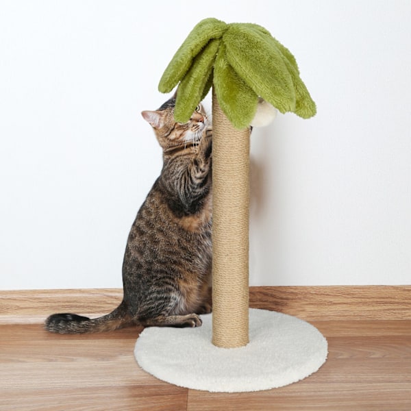 Klösbräda palm