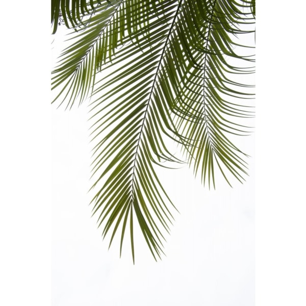 Palm Leaves Foliage Photo Ii - 30x40 cm