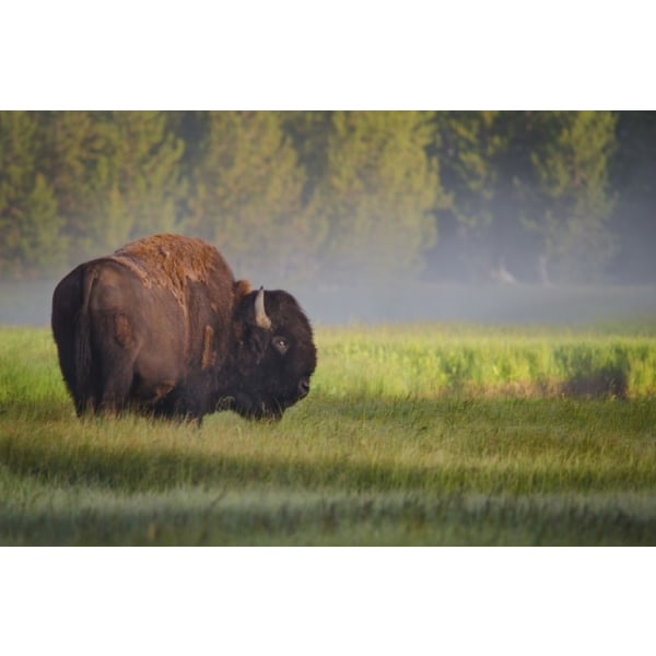 Bison In Morning Light - 30x40 cm