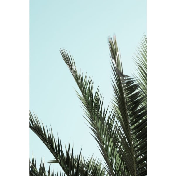 Palm Leaves And Sky_2 - 70x100 cm