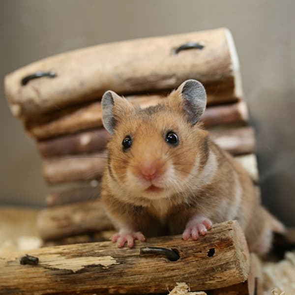 Hamsteripallo läpinäkyvä