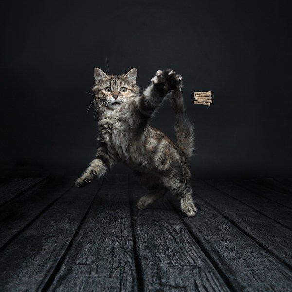 Cat Dancer Pro-model