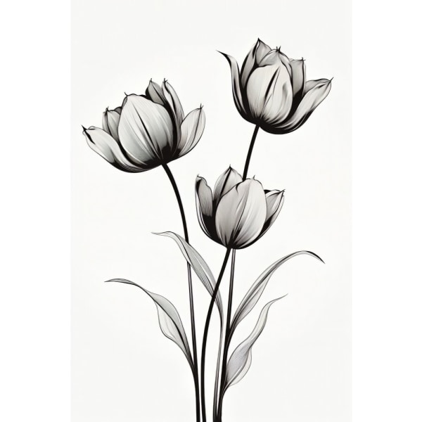 Black Tulips - 70x100 cm