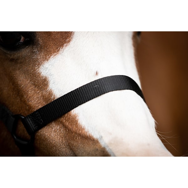 Fremragende Horse Essential Halter XS Mini Føl Sort