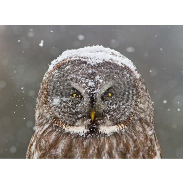 Great Grey Owl Winter Portrait - 21x30 cm