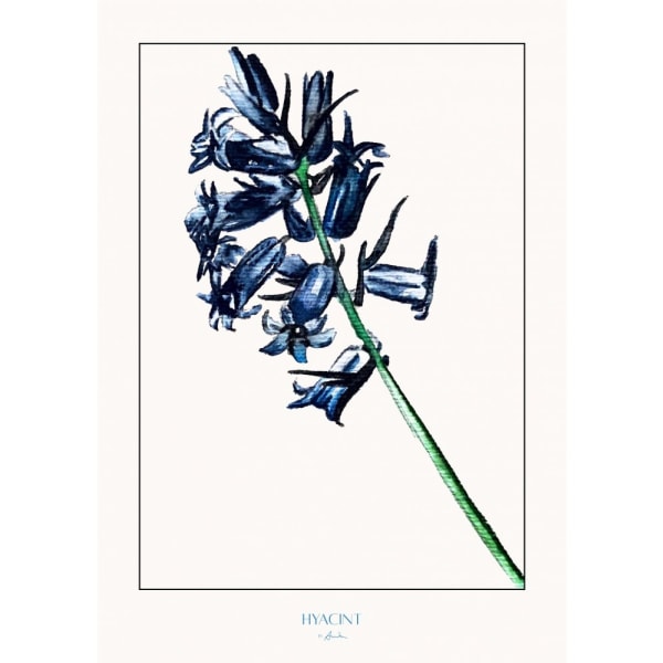 Hyacint - 50x70 cm