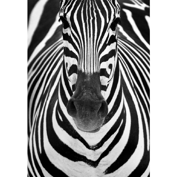 Zebra - 50x70 cm