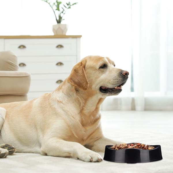 Anti Sling Bowl koira