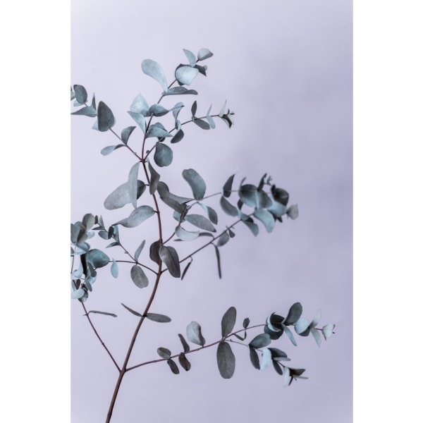 Eucalyptus 13 - 70x100 cm