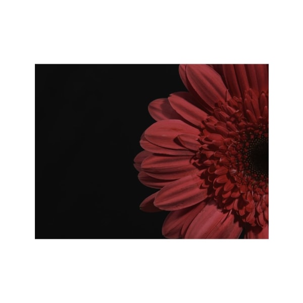 Beautiful Flower - 50x70 cm