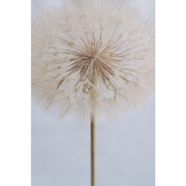 Delicate Dandelion - 21x30 cm