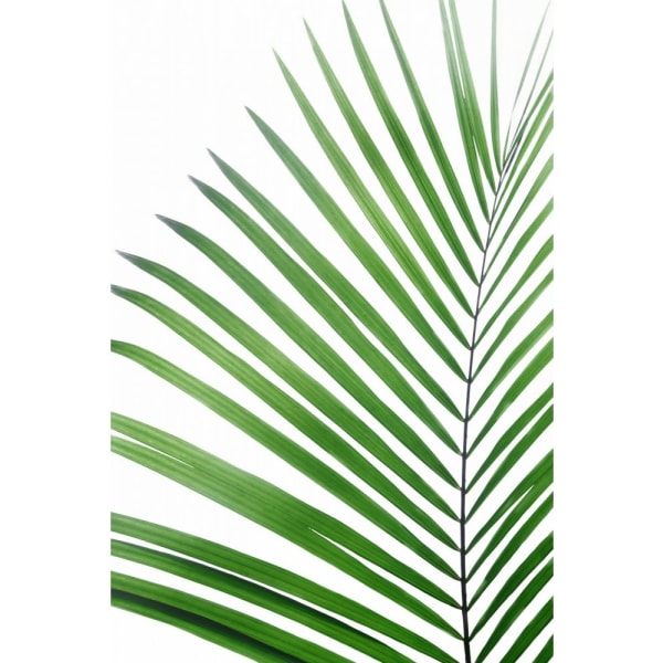 Vihreä palmunlehti - 50x70 cm