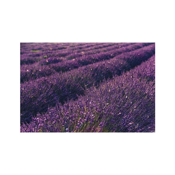 Provence Lavender - 21x30 cm