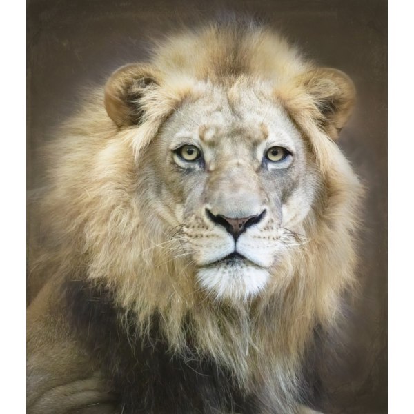 Portrait Of A Young Male Lion - 21x30 cm
