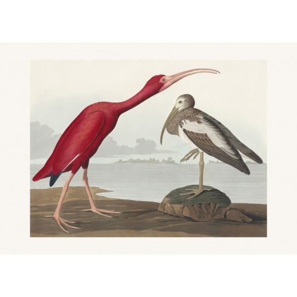 Scarlet Ibis From Birds Of America (1827) - 30x40 cm