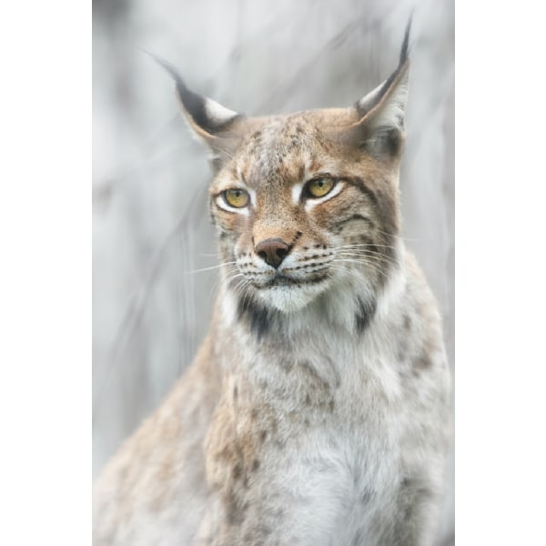 Lynx Portrait In The Fog - 30x40 cm