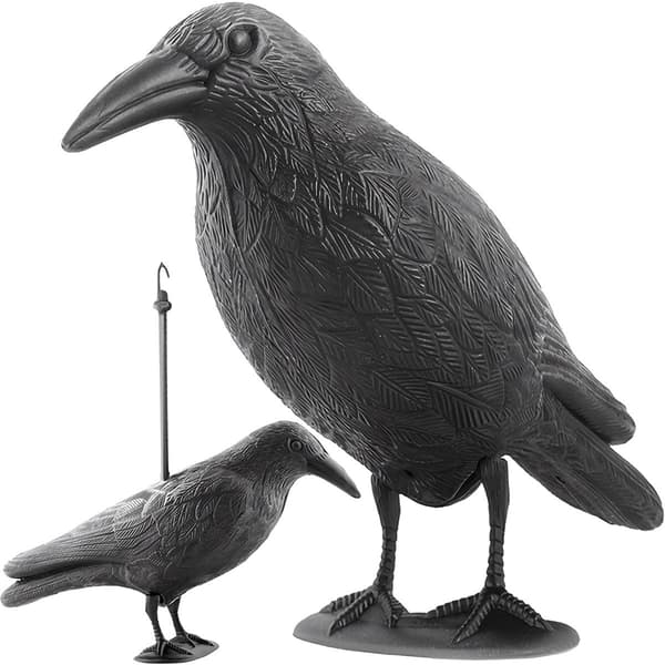 Fågelskötare - korp