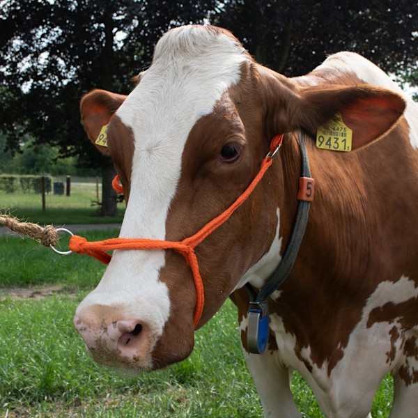 Grimma ko justerbar bred orange