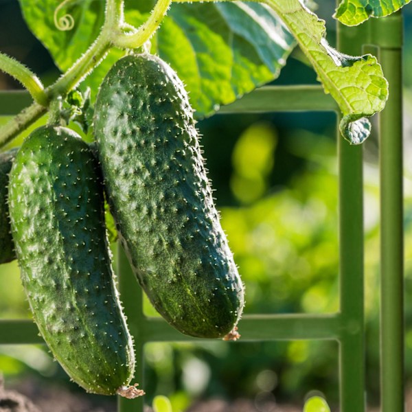 Trellis sæt på 3 124 cm