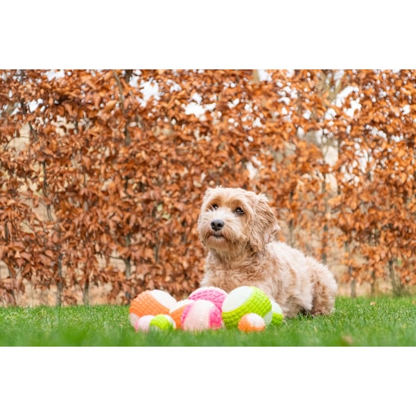 Dog Comets Glow in the Dark Moon Orange S