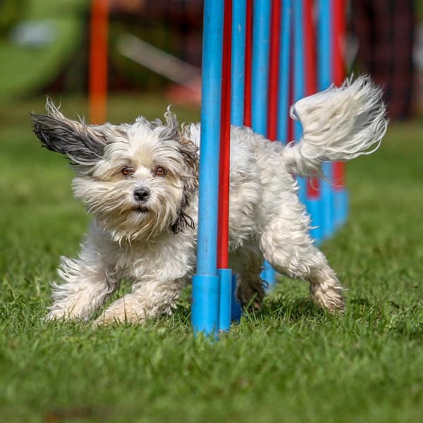 Agility til hunde Vippe