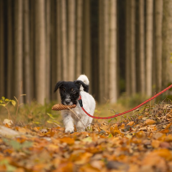 Polstret hundesnor rød 150 cm