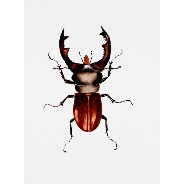 Stag Beetle Or Lucanus Cervus - 21x30 cm