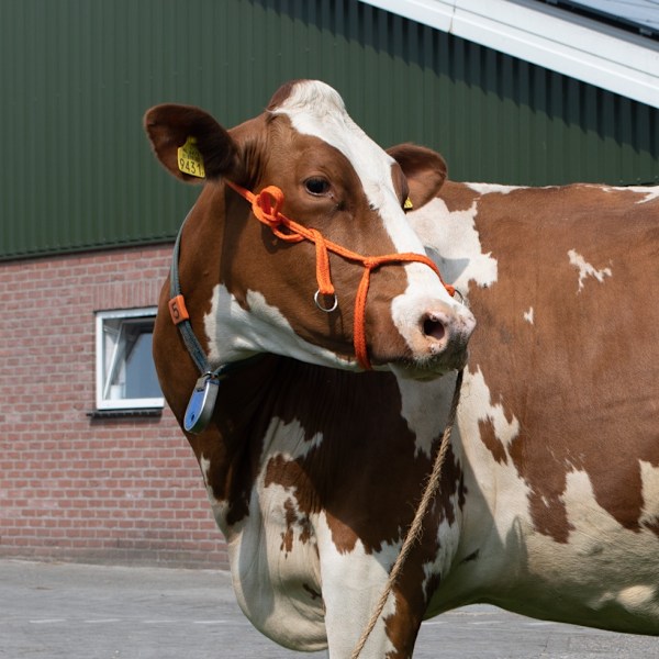 Halter Calf säädettävä leveä oranssi