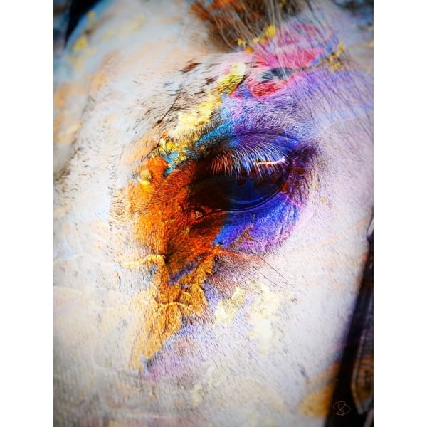 Painted Horse - 50x70 cm