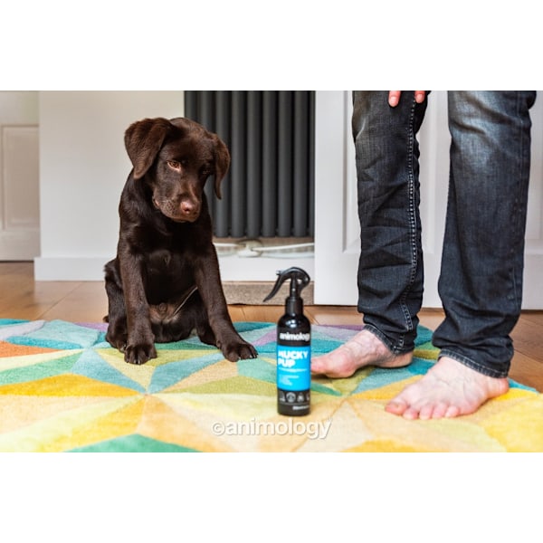 Animologi Mucky Pup No Rinse Shampoo