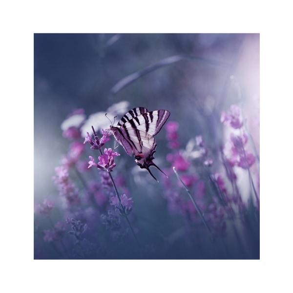 Lavender Queen... - 21x30 cm