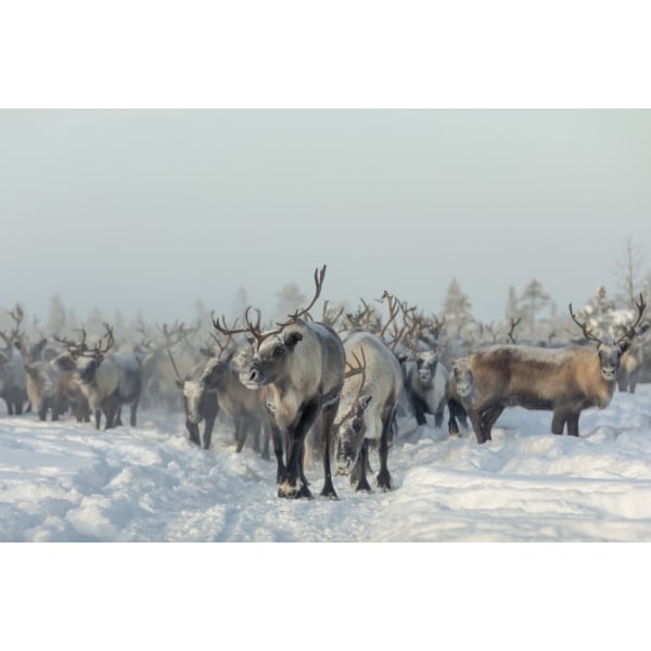 Reindeers - 30x40 cm