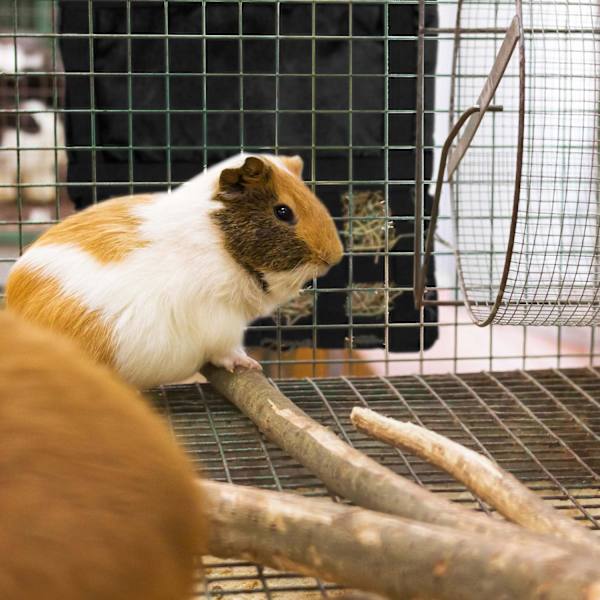 Heinäpussi pienille eläimille