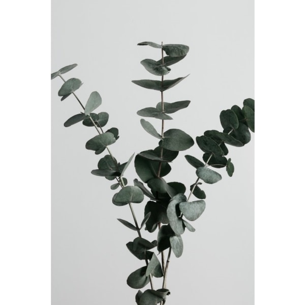 Eucalyptus Natural 01 - 30x40 cm