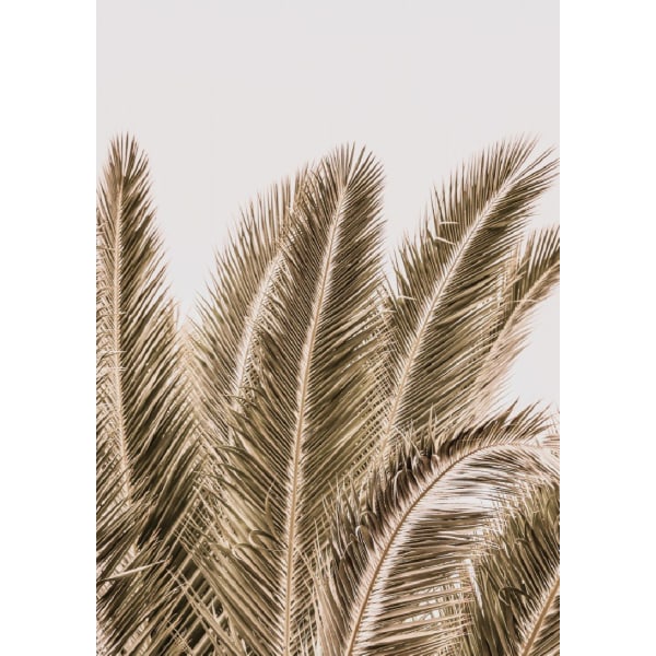 Desert Palm - 30x40 cm
