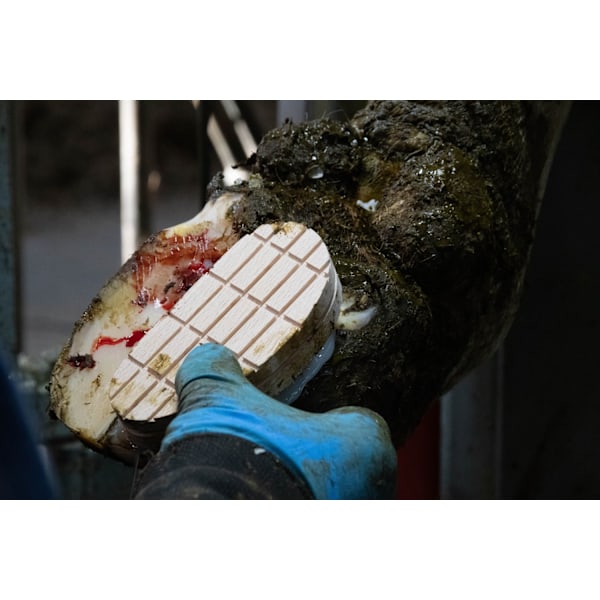 Easy Hoof Block Wood