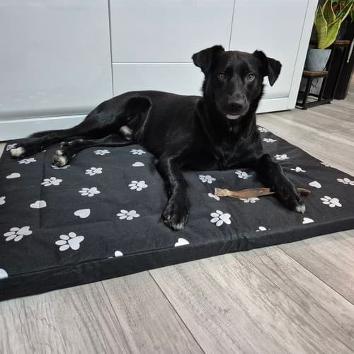 Hundeseng 100x70cm Purlov 24862