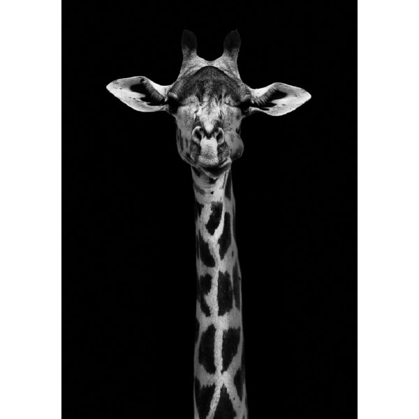 Giraffe Portrait - 21x30 cm