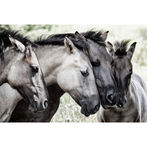 Four Konik Horses - 70x100 cm