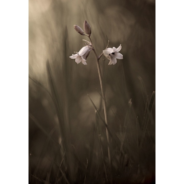 A Small Flower On The Ground - 70x100 cm