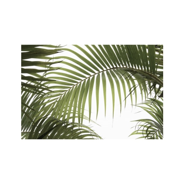 Palm Leaves Foliage Photo 01 - 30x40 cm