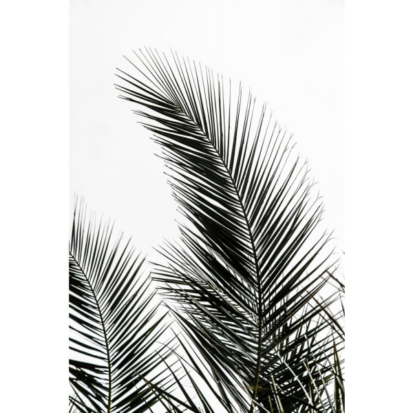 Palm Leaves 1 - 50x70 cm