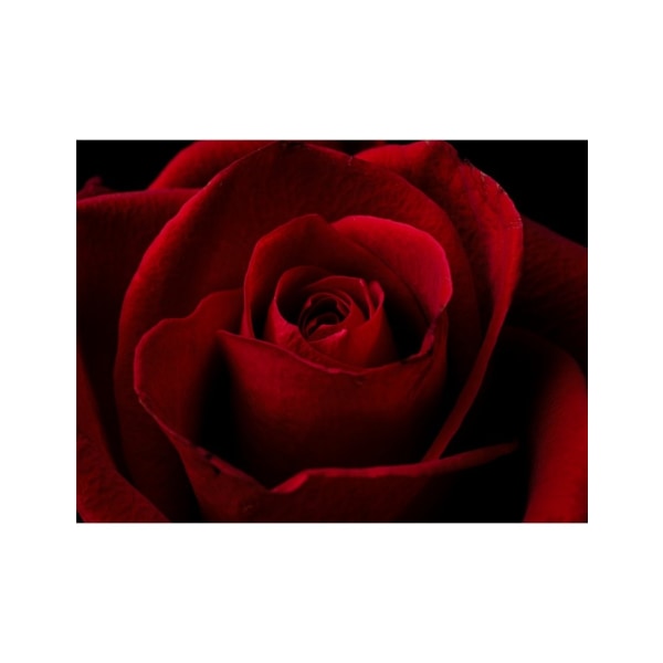 Makrooptagelse af en smuk rød rose - 30x40 cm