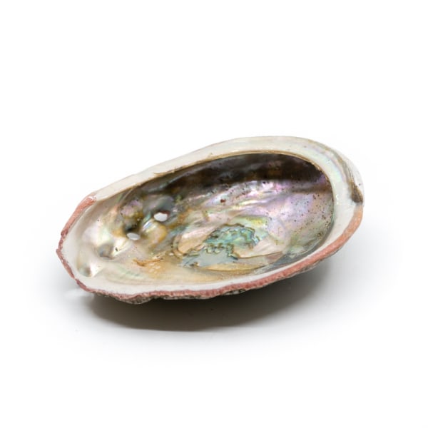 Abalone Shell - Medium - 70 till 90 mm